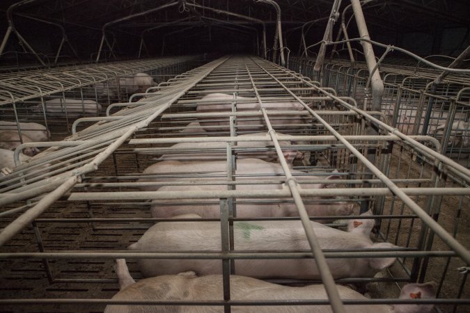Sows in converted sow stalls with group area at back