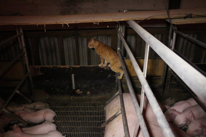 Cat in farrowing crates