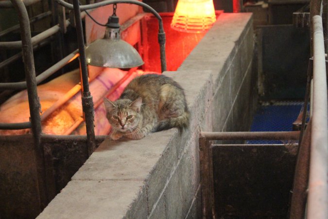 Cat in farrowing shed