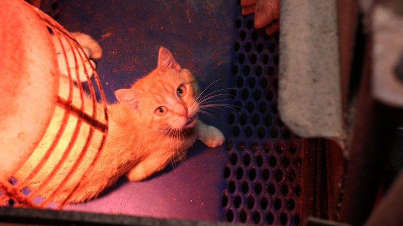 Cat in farrowing crate