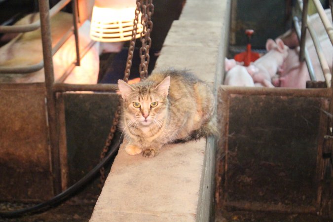 Cat in farrowing shed