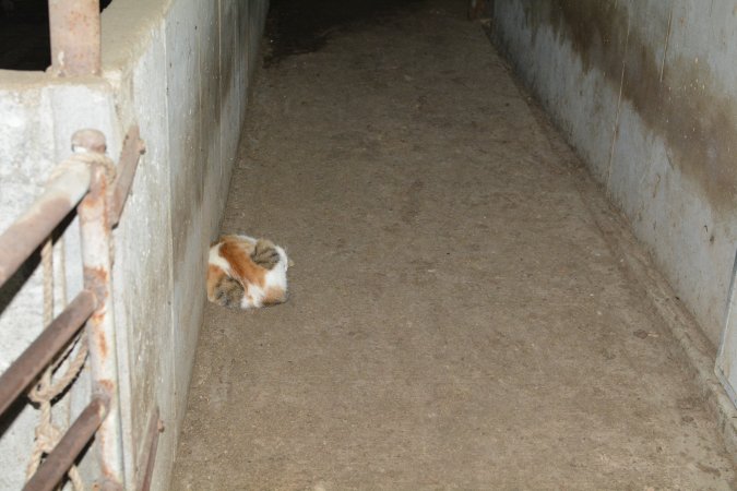 Cat at pig farm