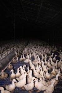 Duck farming - Captured at Tinder Creek Duck Farm, Mellong NSW Australia.