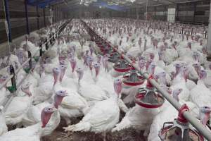 Australian turkey farming, 2012
