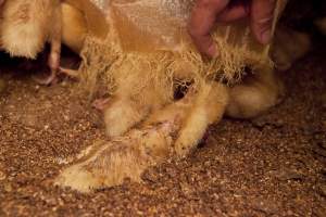 Duckling choked to death by strands of tarp - Australian duck farming - Captured at Tinder Creek Duck Farm, Mellong NSW Australia.