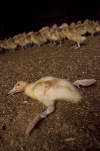 Australian duck farming, 2012