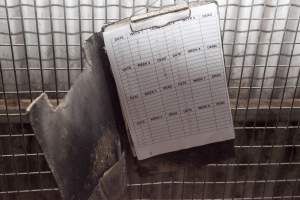 Mortality record - Captured at Tinder Creek Duck Farm, Mellong NSW Australia.