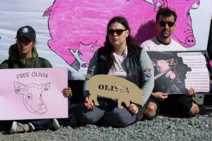 Animals Activists asking for the release of Olivia - Photos taken outside Midland Bacon, where activists were asking for the release of Olivia, a mother sow who was sexually assaulted while confined in a farrowing crate. - Captured at Midland Bacon, Carag Carag VIC Australia.