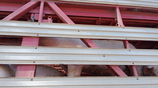 Pig trying to escape from truck (outside Benalla Slaughterhouse) video_20240320_152602