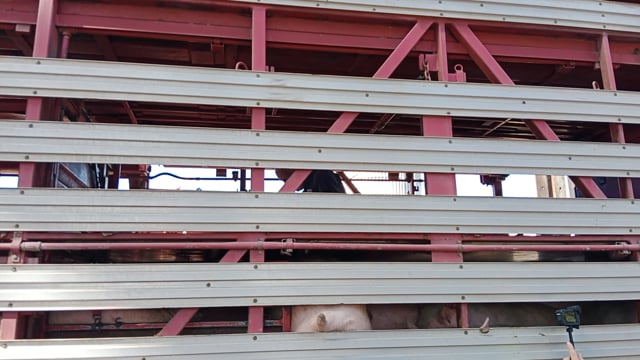 Worker hitting pigs with a paddle (on a truck during unloading outside Benalla Slaughterhouse)