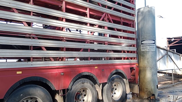 Pigs being sprayed with water during unloading on a truck outside Benella Slaughterhouse in Victoria