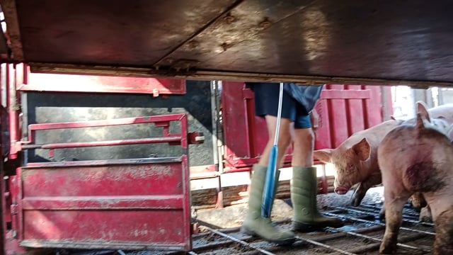 Worker hitting pigs with a paddle (on a truck during unloading outside Benalla Slaughterhouse) video_20240320_155436