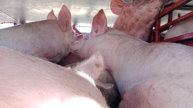 Pigs on a truck outside Benalla Slaughterhouse (crammed extremely close together, piled ontop of eachother)