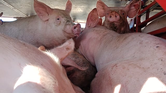 Pigs on a truck outside Benalla Slaughterhouse (crammed extremely close together, piled ontop of eachother)