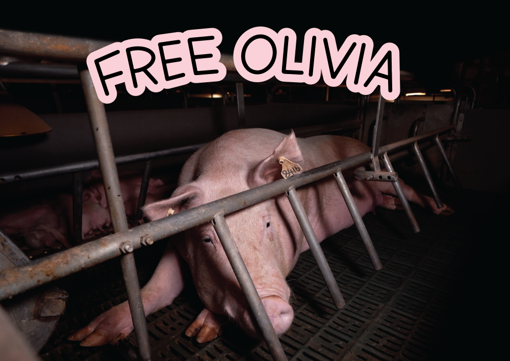 Free Olivia