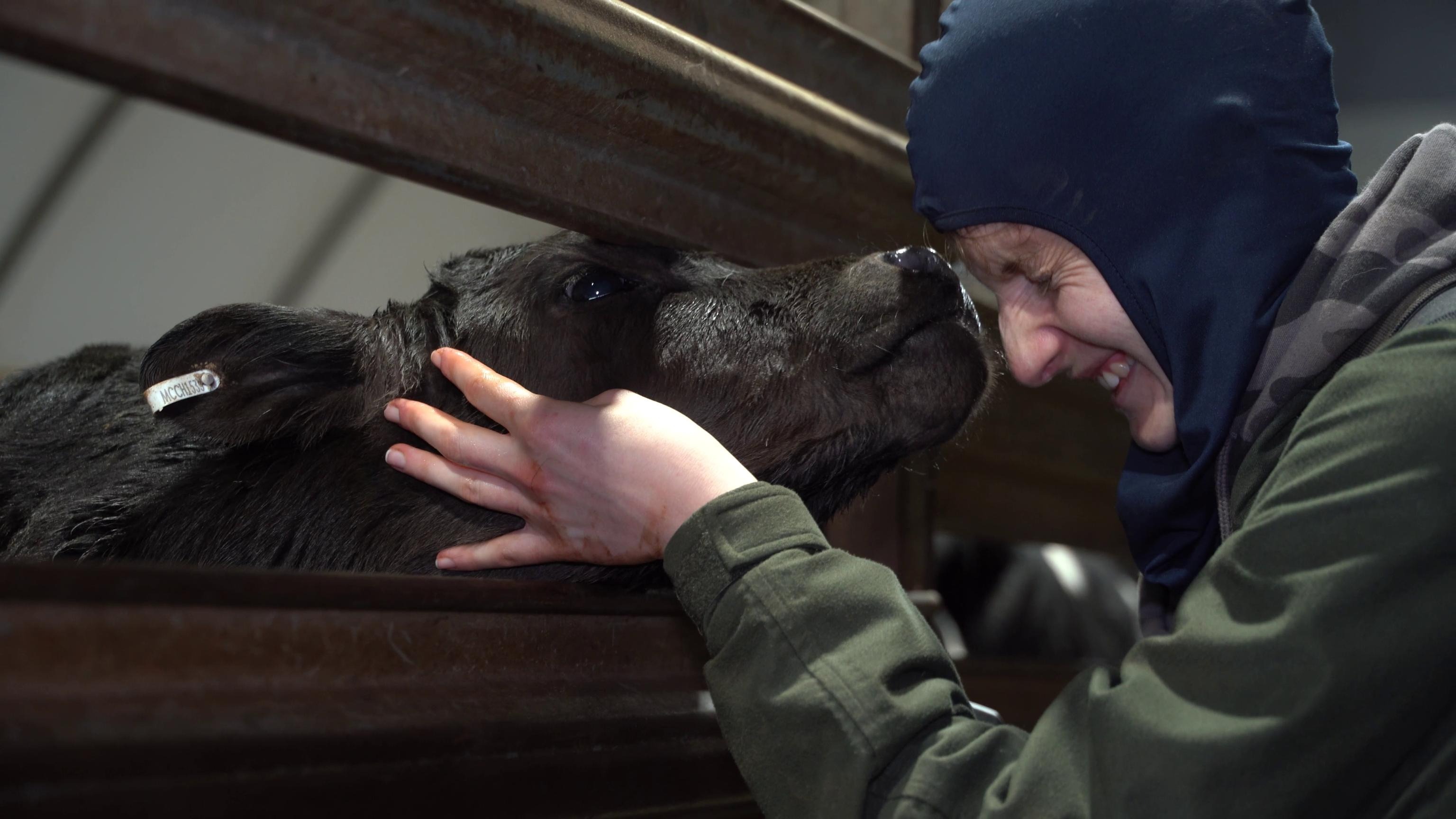 An activist shows affection to a dairy calf awaiting slaughter in the holding pens of a Tasmanian slaughterhouse