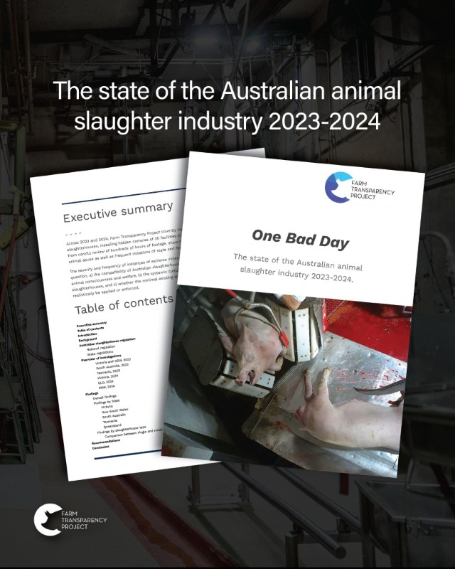 'One Bad Day': A report on the state of Australia's animal slaughter industry (July 2025)