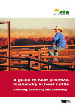 A guide to best practice husbandry in beef cattle: branding, castrating and dehorning