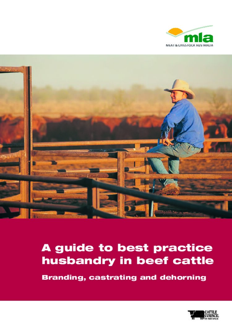 A guide to best practice husbandry in beef cattle: branding, castrating and dehorning