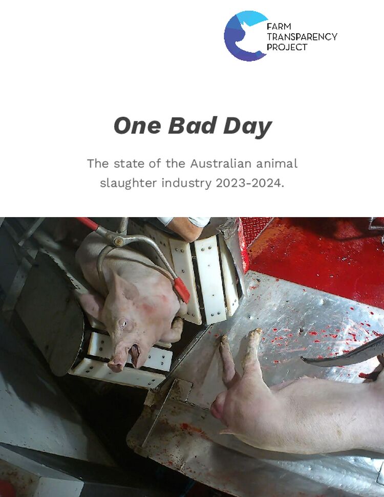 One Bad Day: The State of Australia's Animal Slaughter Industry (July 2025)