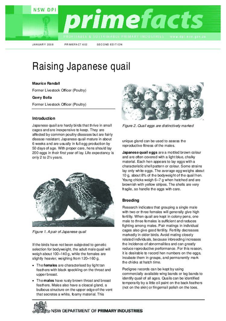 Raising Japanese quail