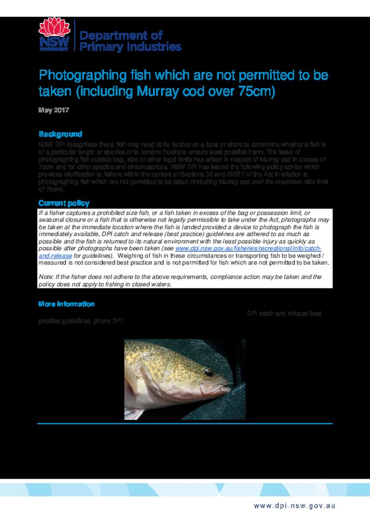 Photographing fish which are not permitted to be taken (including Murray cod over 75cm)