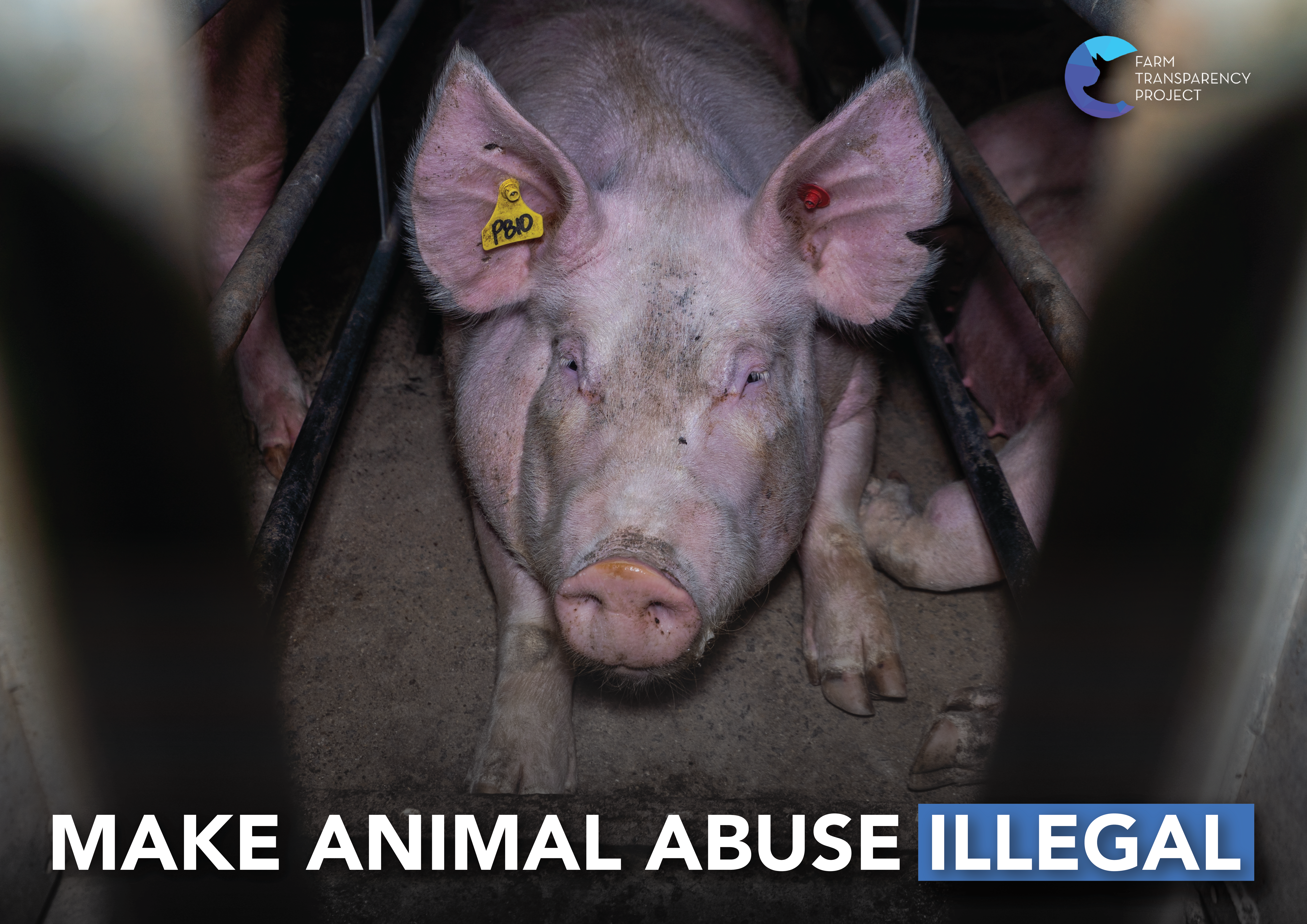 Make Animal Abuse Illegal (Sow Stall) Poster Design