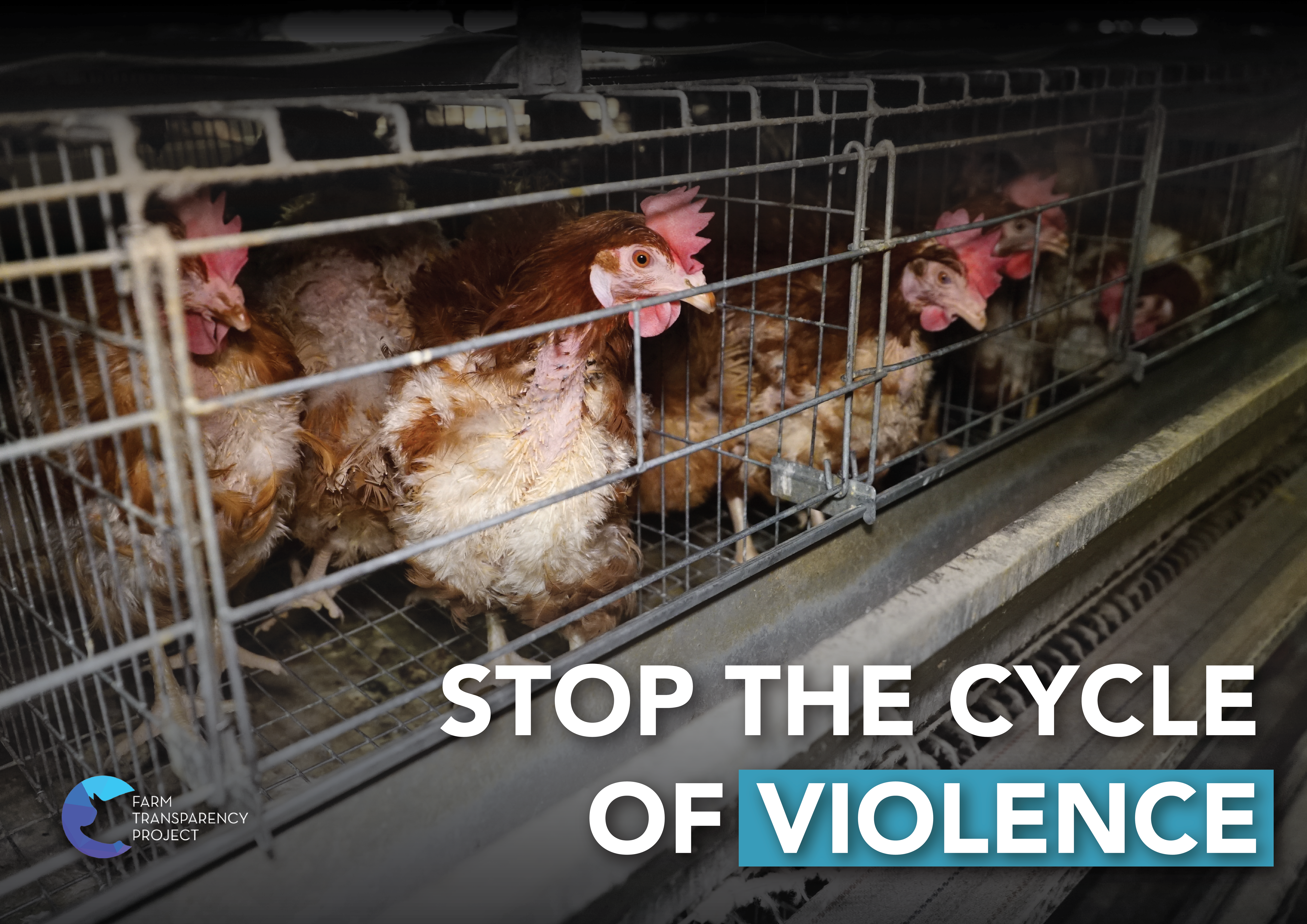 Stop The Cycle Of Violence (Battery Hens) Poster Design