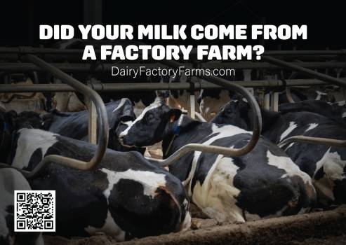 Dairy Factory Farms - Sticker Large 1