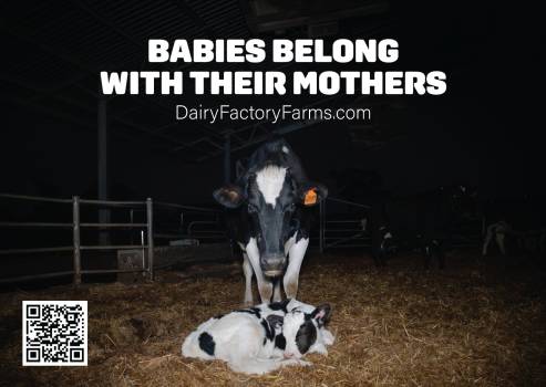 Dairy Factory Farms - Sticker Large 2