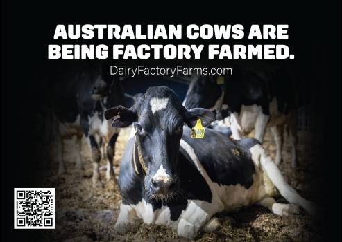 Dairy Factory Farms - Sticker Large 3