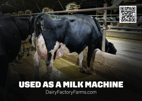 Dairy Factory Farms - Sticker Large 4