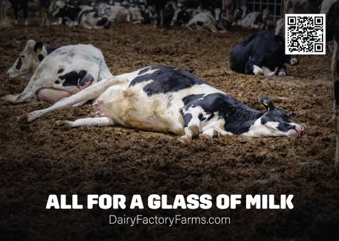 Dairy Factory Farms - Sticker Large 5