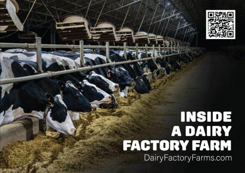 Dairy Factory Farms - Sticker Large 6