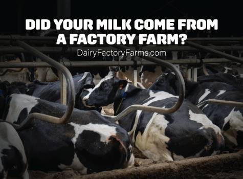 Dairy Factory Farms - Sticker Small 1