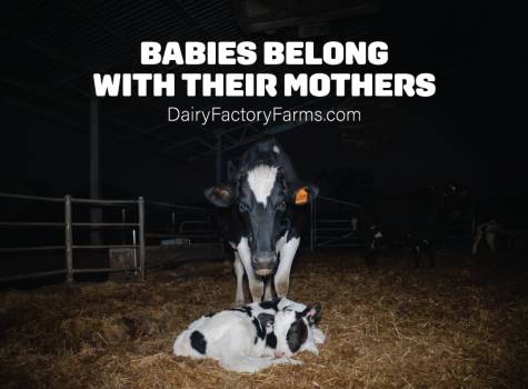 Dairy Factory Farms - Sticker Small 2