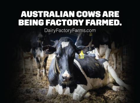 Dairy Factory Farms - Sticker Small 3