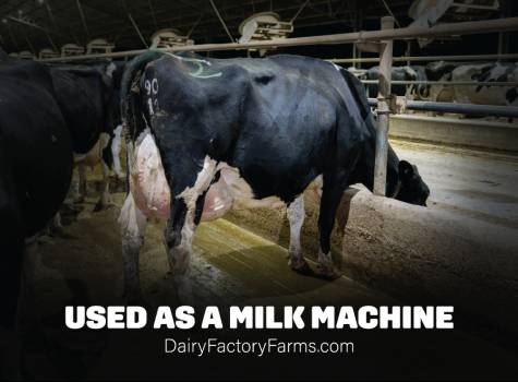 Dairy Factory Farms - Sticker Small 4