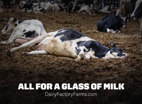 Dairy Factory Farms - Sticker Small 5