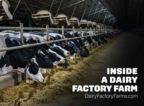 Dairy Factory Farms - Sticker Small 6
