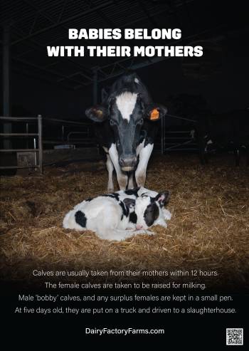 Dairy Factory Farms - Poster 1