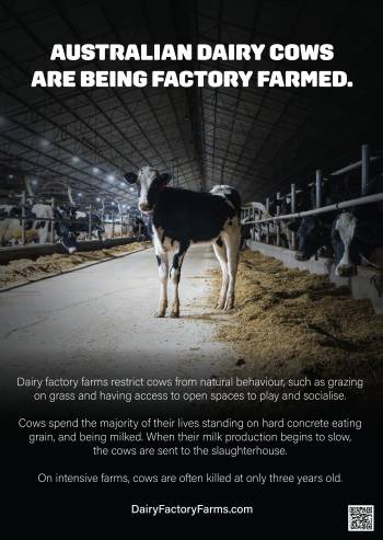 Dairy Factory Farms - Poster 2