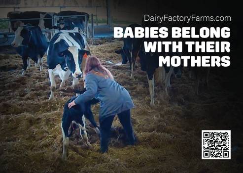 Dairy Factory Farms - Sticker Large 7