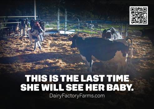 Dairy Factory Farms - Sticker Large 8