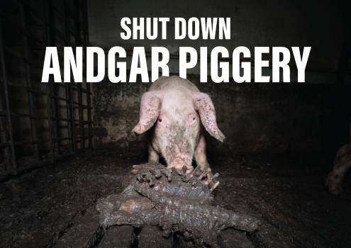 Shut Down Andgar Piggery - Placard 1
