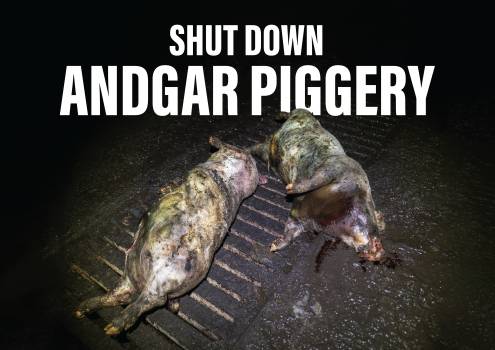 Shut Down Andgar Piggery - Placard 2