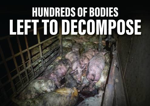 Shut Down Andgar Piggery - Placard 3