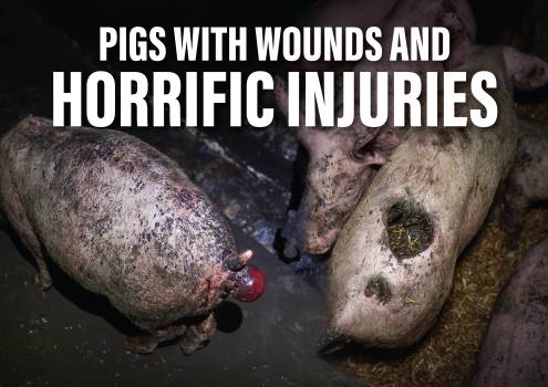 Shut Down Andgar Piggery - Placard 4