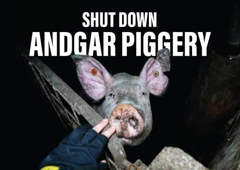 Shut Down Andgar Piggery - Placard 5