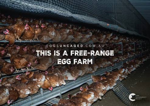 Eggs Uncaged Placard 6